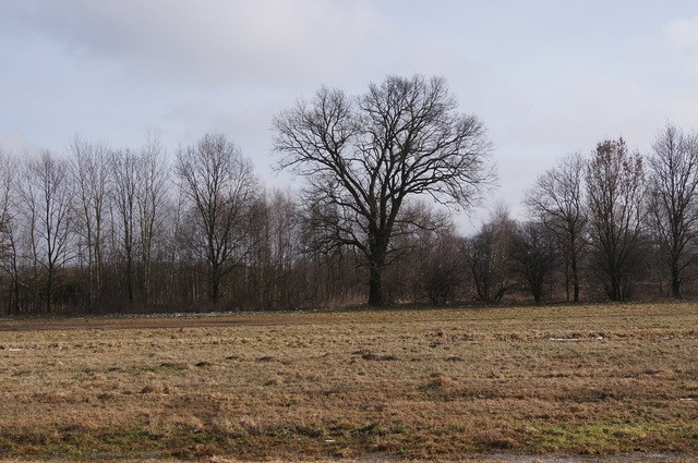 Działka Sprzedaż Jarzębowo