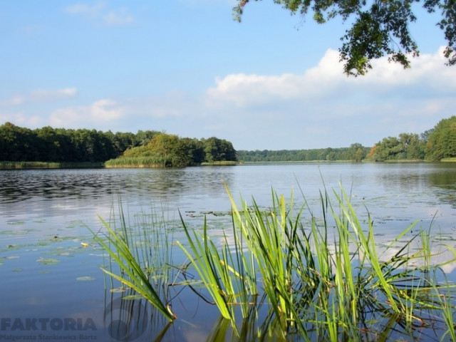 Działka Sprzedaż Warnice