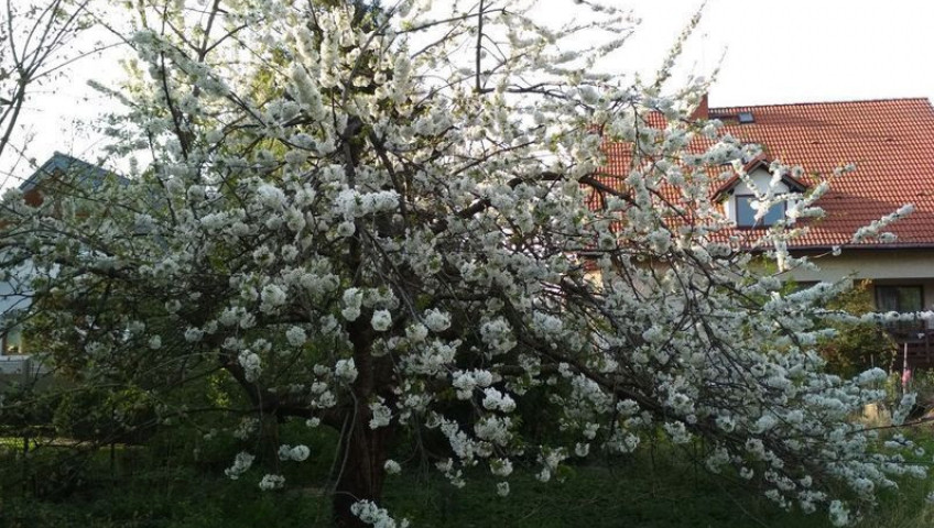 Działka Sprzedaż Szczecin Pogodno