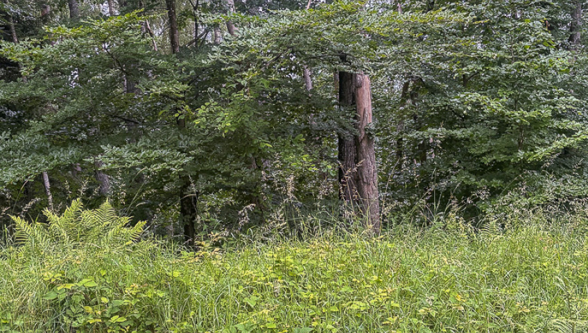 Działka Sprzedaż Piaseczno