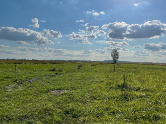 Działka Sprzedaż Wierzbno