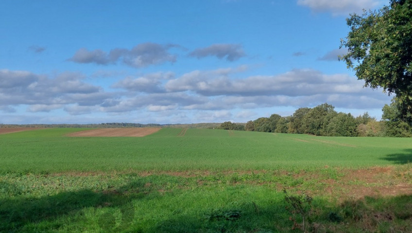 Działka Sprzedaż Żelisławiec