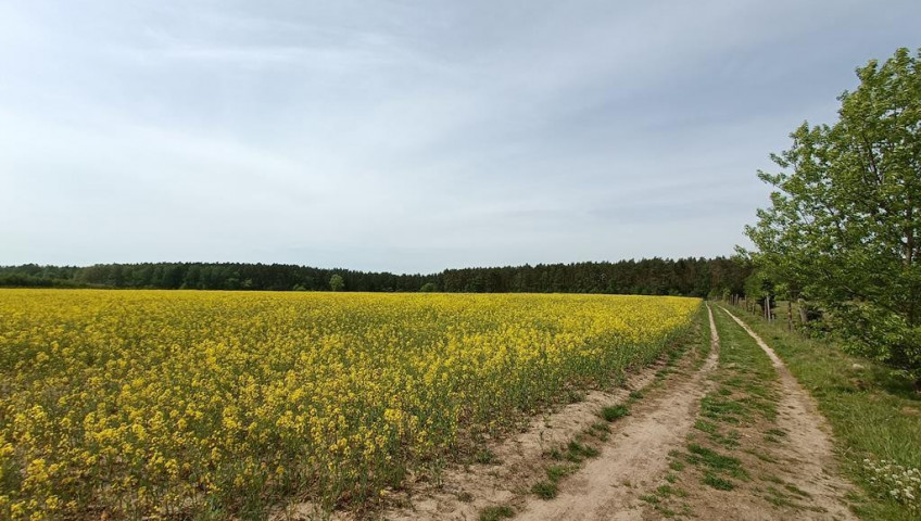 Działka Sprzedaż Stawno