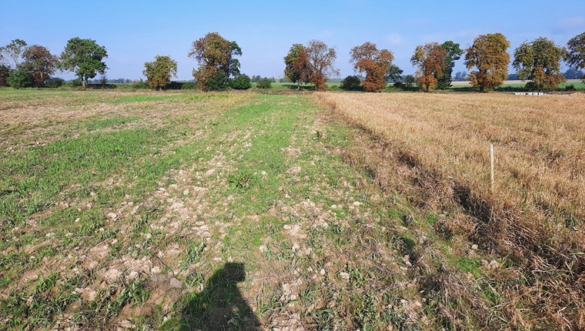 Działka Sprzedaż Kurów