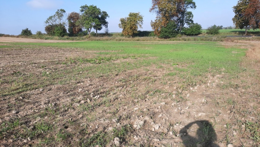 Działka Sprzedaż Kurów
