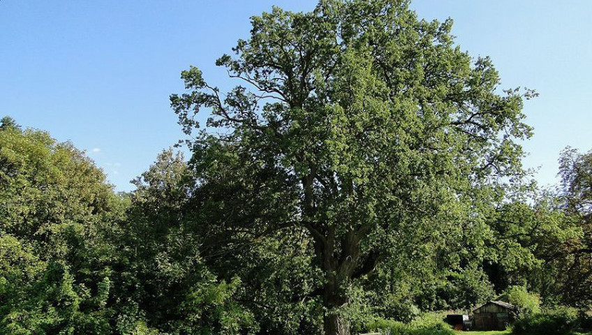 Działka Sprzedaż Kurów