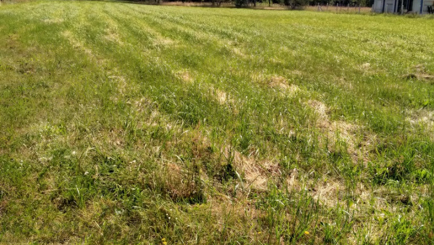 Działka Sprzedaż Grzepnica