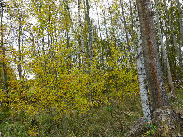 Kobylanka Os. Zielone MPZP, 894 m2, 240000 zł