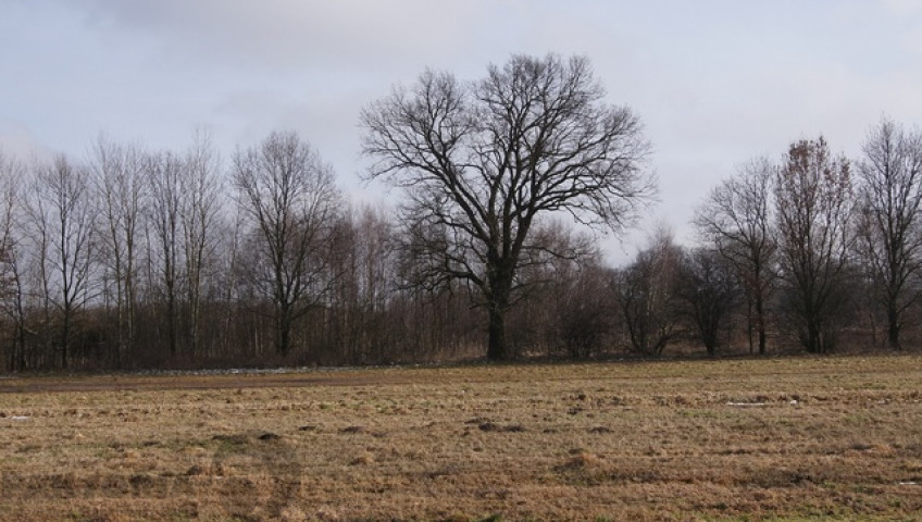 Działka Sprzedaż Jarzębowo